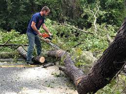 Trusted Merced, CA Tree Care Services Experts