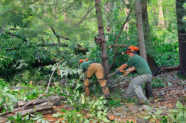 Best Leaf Removal  in Merced, CA