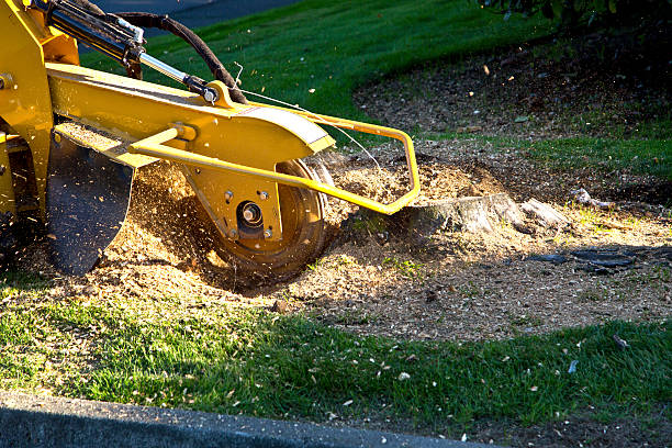 Best Stump Grinding and Removal  in Merced, CA